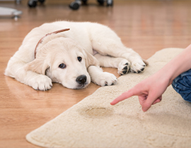 Pet Stain & Odor Removal